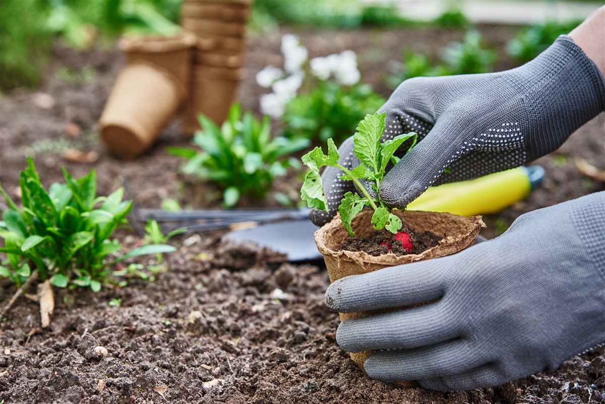 Cinq variétés de plantes d'extérieur