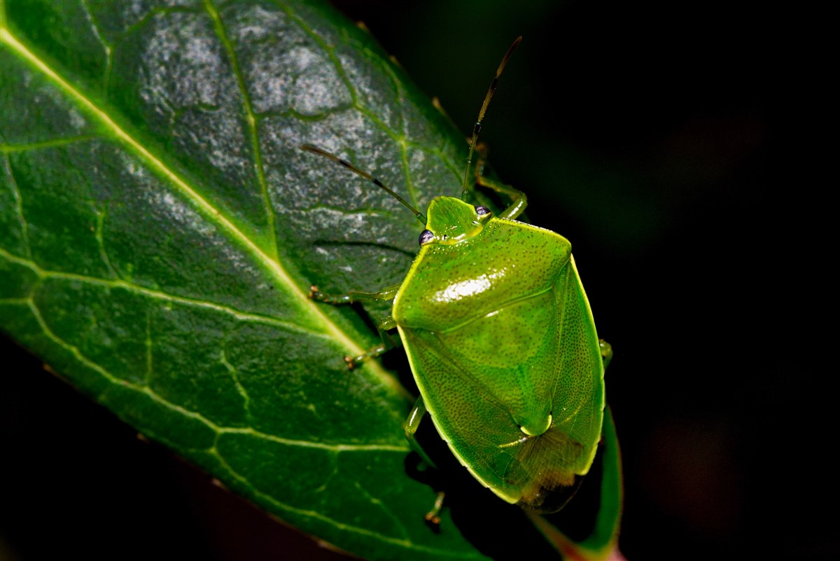 Élimination ciblée des punaises vertes