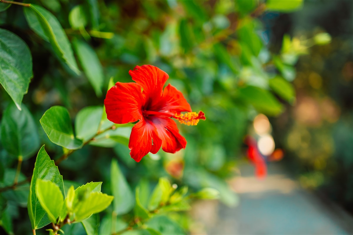 Entretien de l'hibiscus