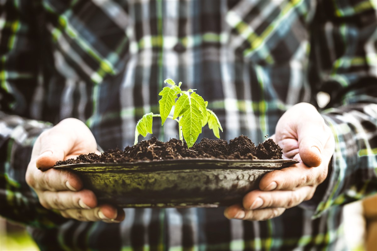 arbres à croissance rapide adaptées aux petits jardins