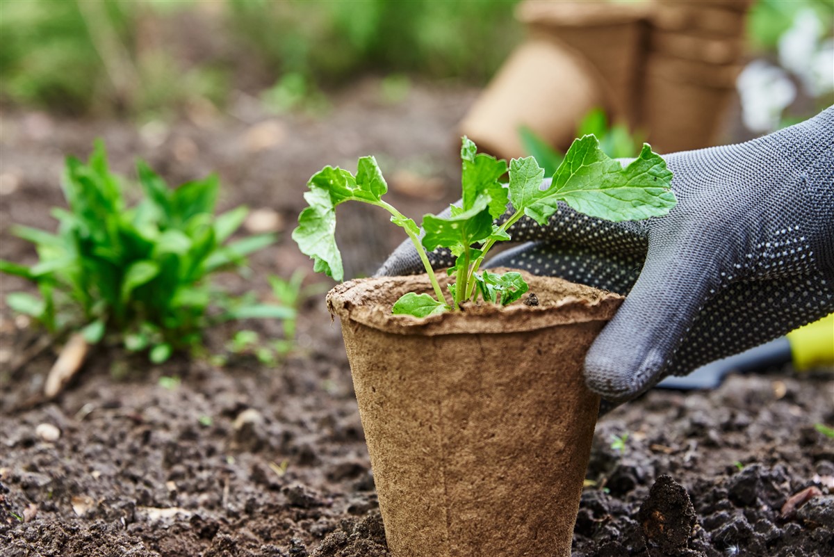 choisir l'engrais vert le plus efficace