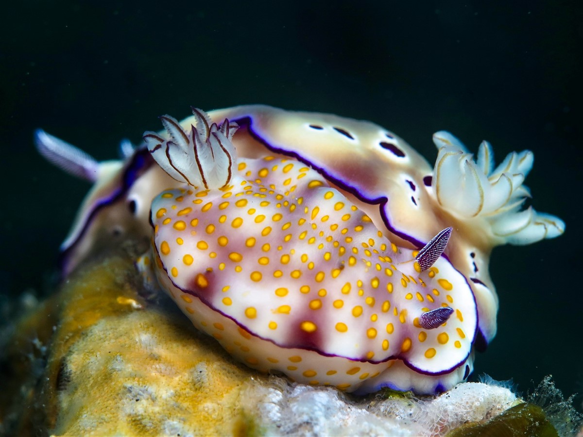 nouvelles espèces marines en Océanie
