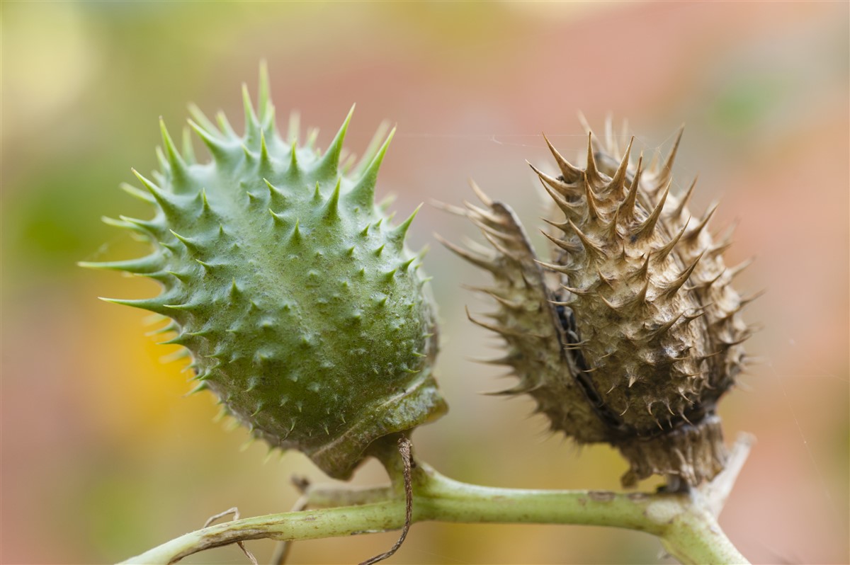 secrets d'une culture réussie de datura