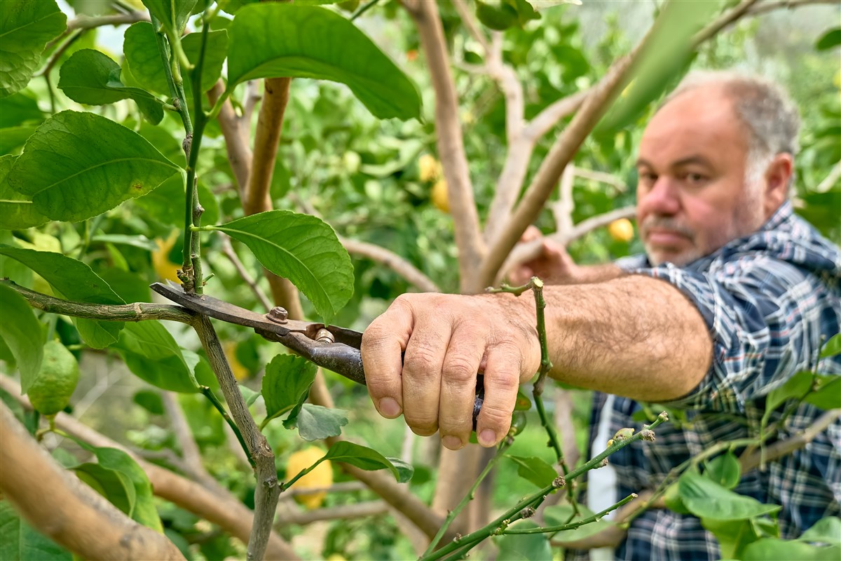 symptômes spécifiques des pathologies du citronnier