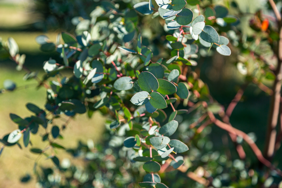 faux ami pour les jardins