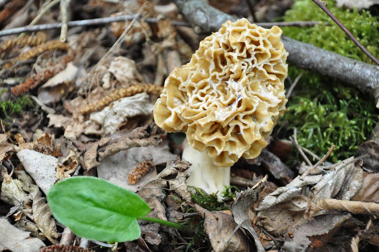 trouver des morilles