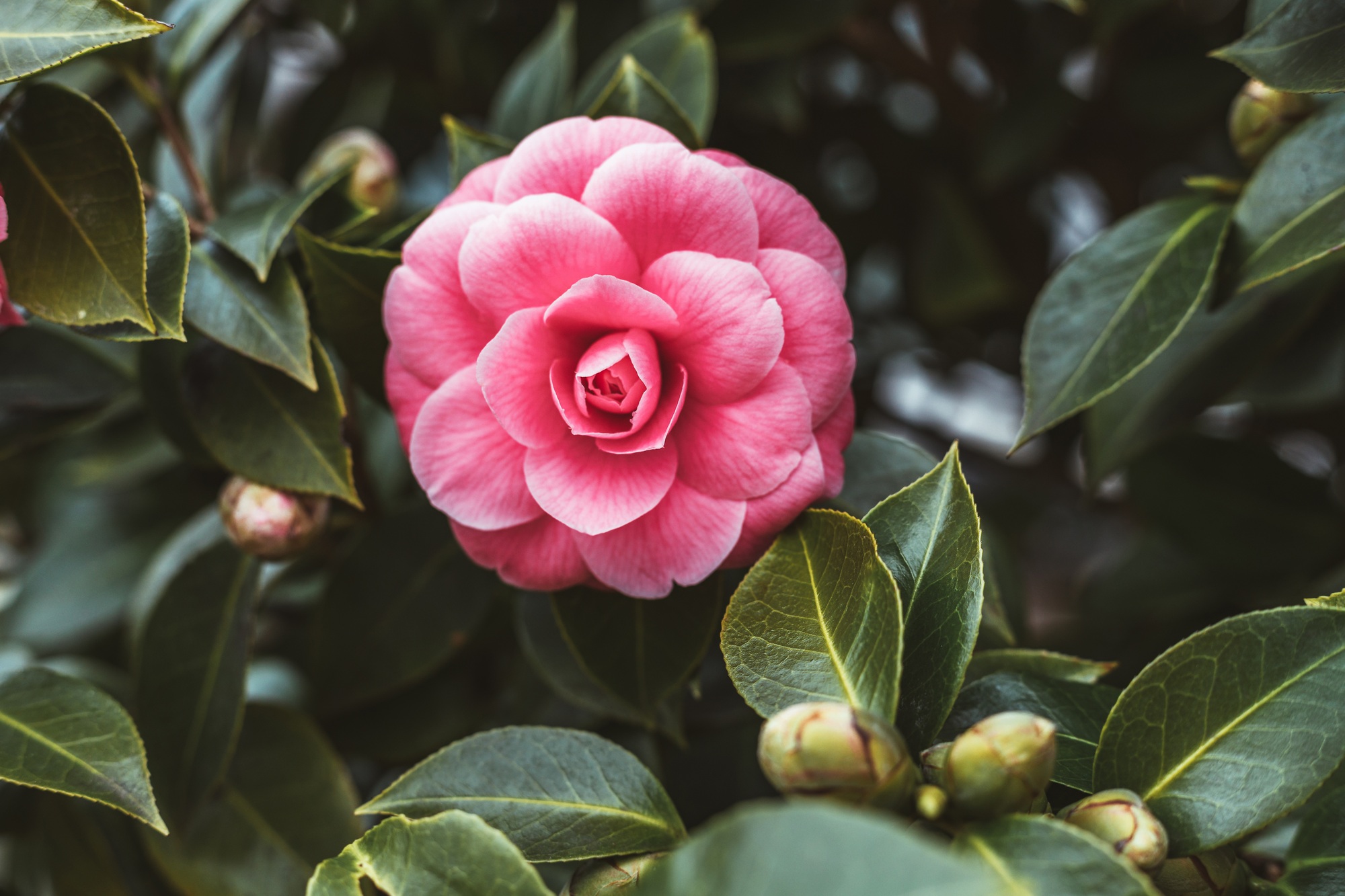 Beautiful pink camellia bush in a spring garden. Close up.