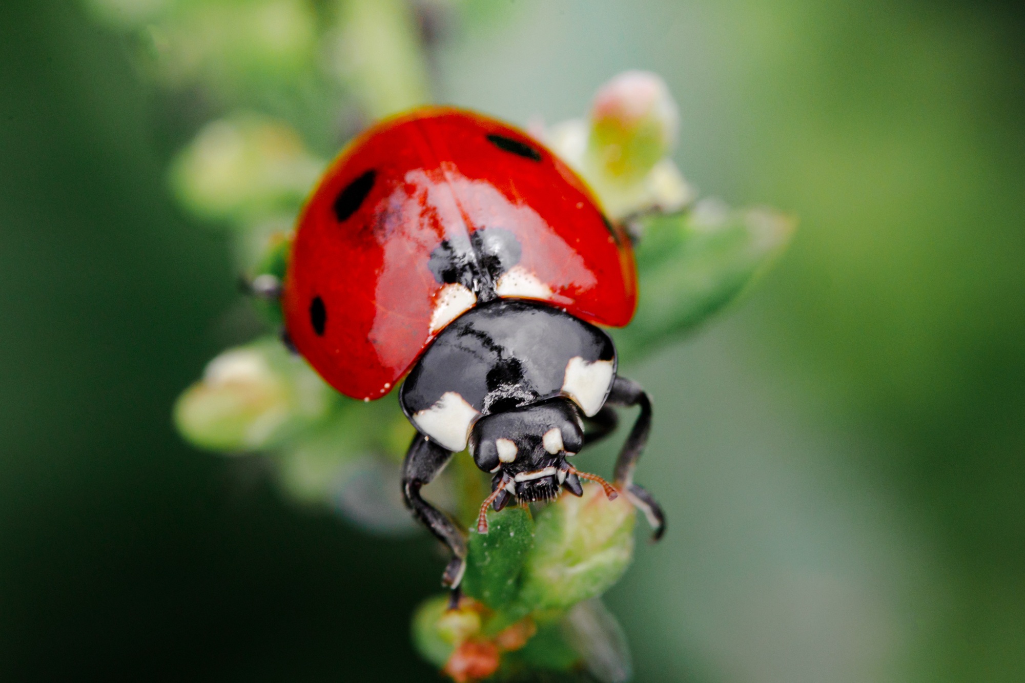 Green grass with ladybug. Beautiful nature background with morning fresh grass and ladybug.