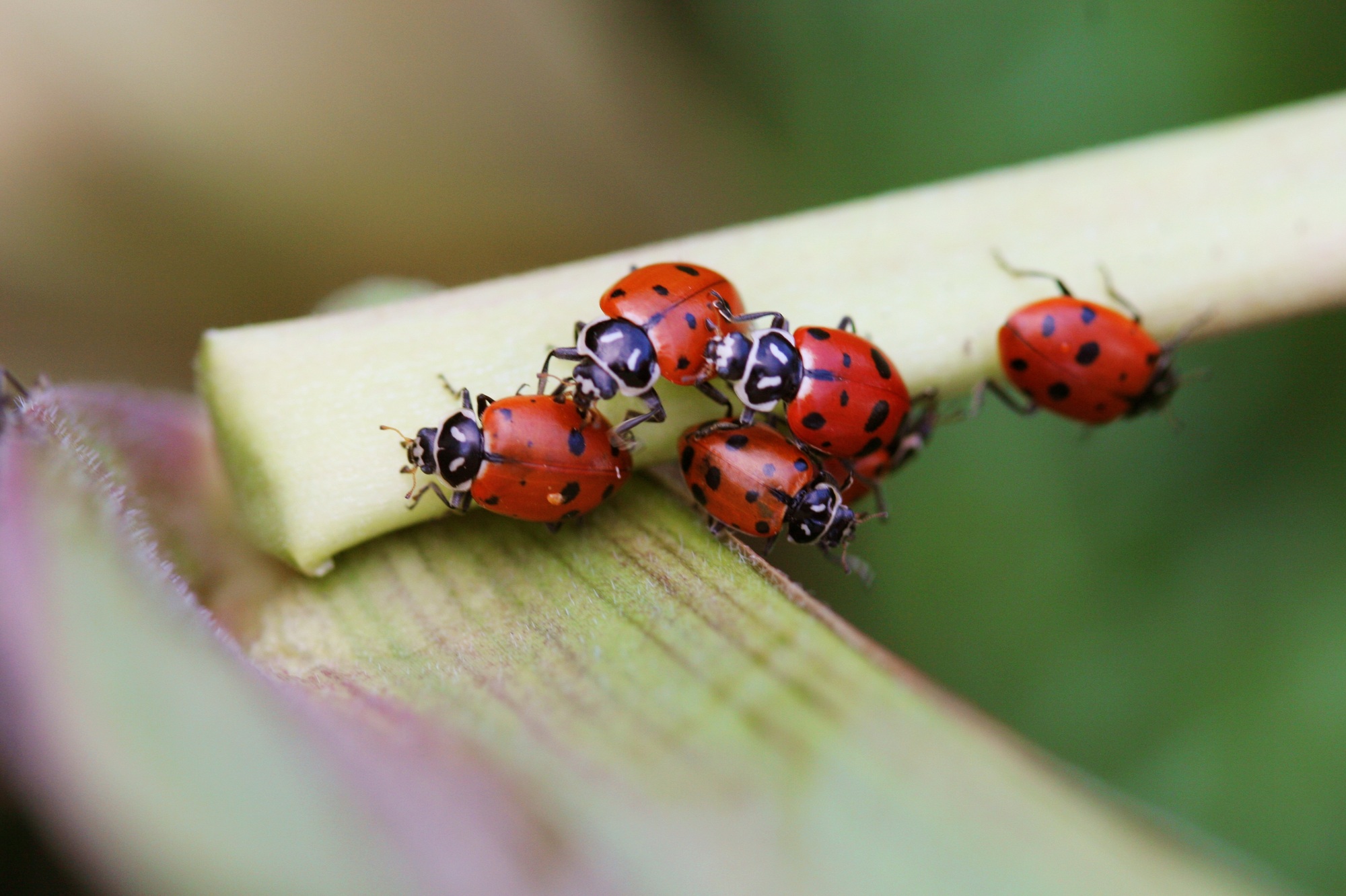 Group of ladybugs on a flower stem, close up