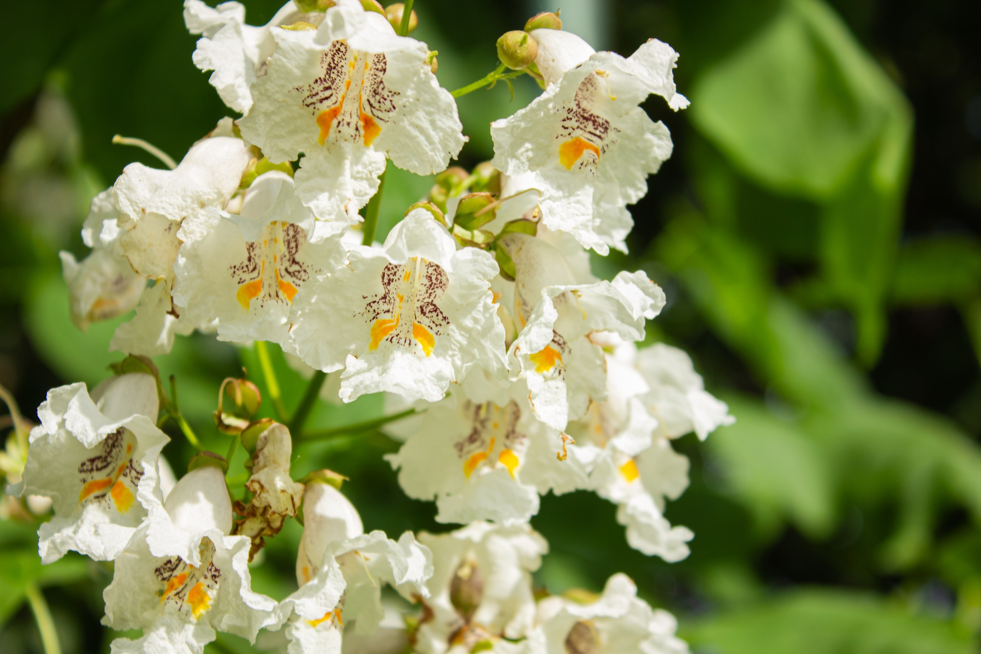 Macro photo of Flowers of Indian bean tree, Catalpa bignonioides, closeup.