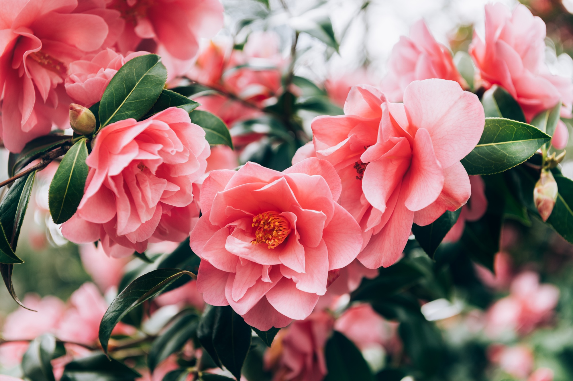 Pink Camellia Tree with Blooming Flowers