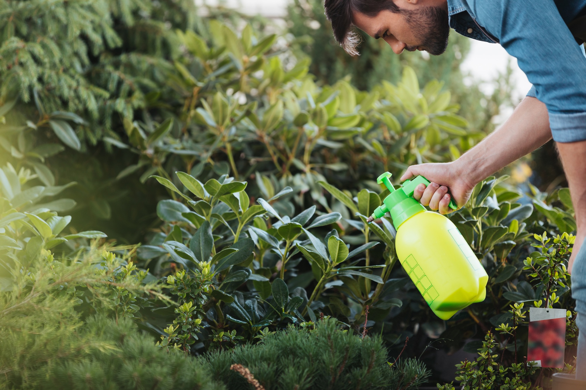 side view of gardener spraying plants while working in garden