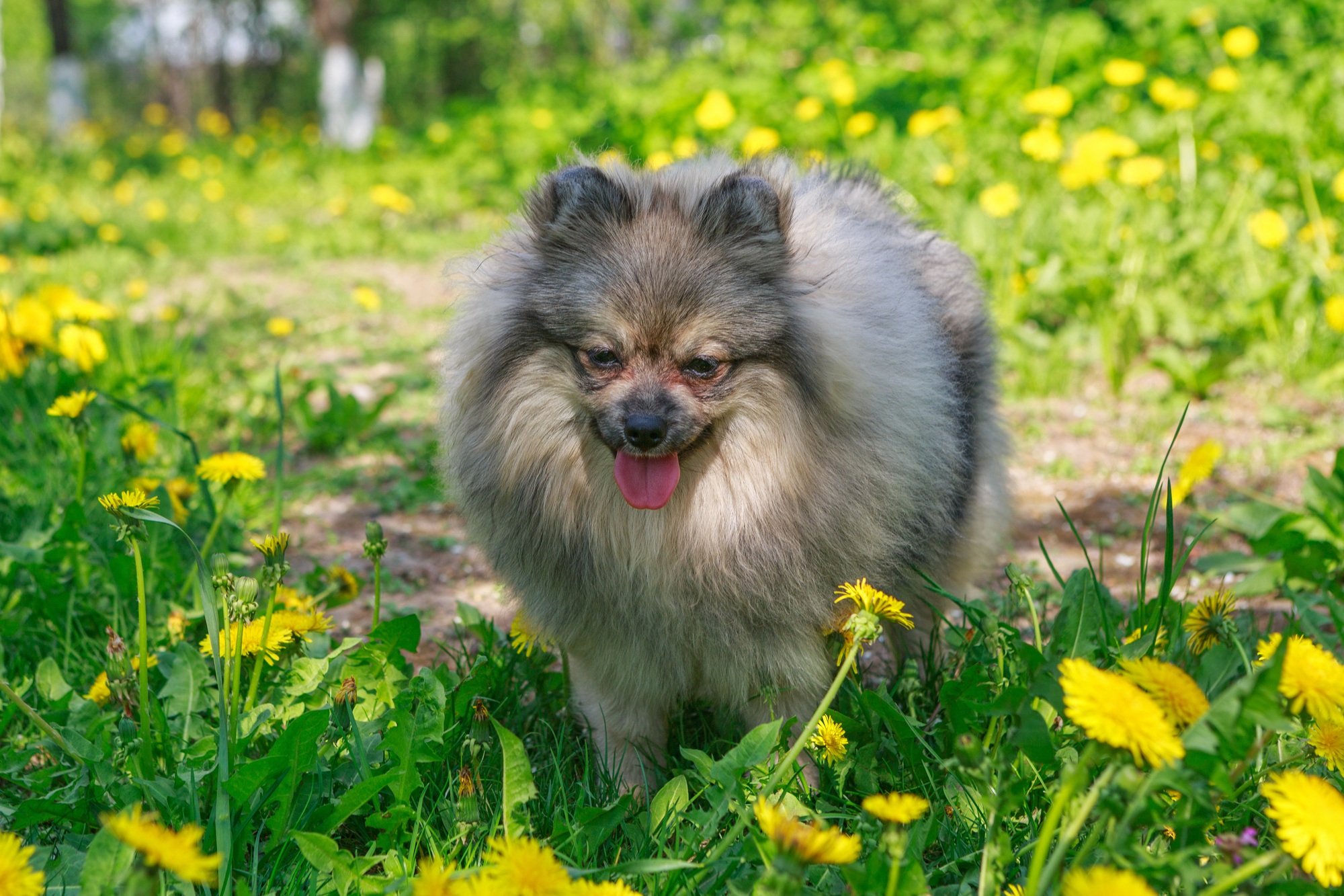 Small dog walks in the garden