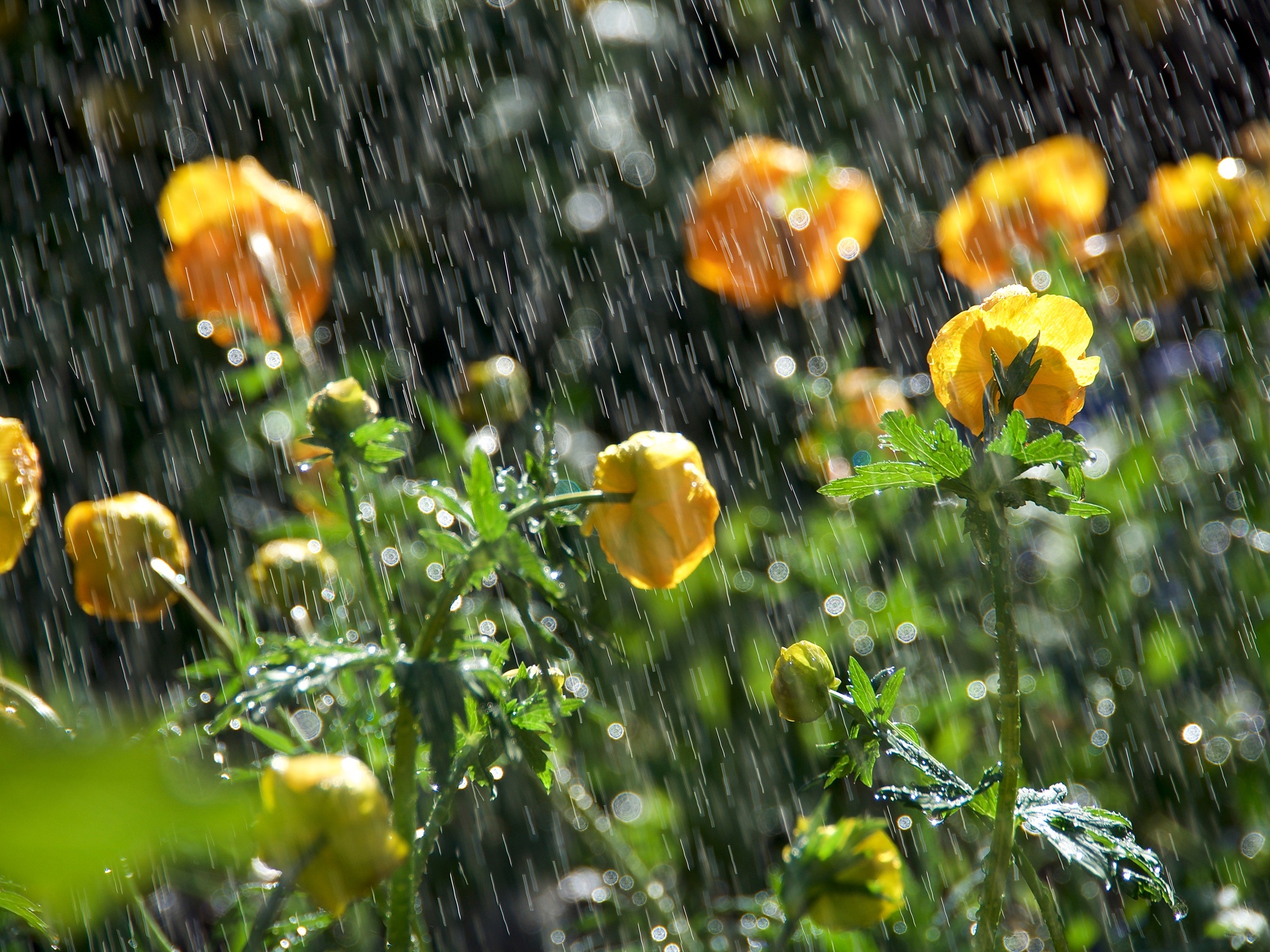 trolleys flowers in the summer rain